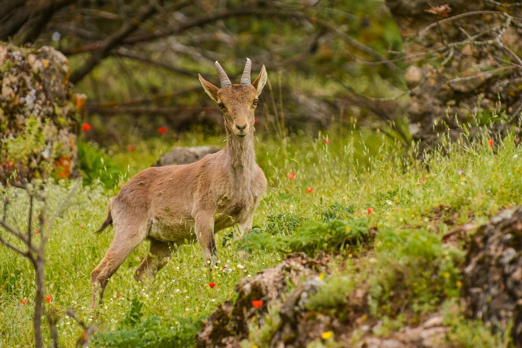Alojamientos Messia De Leiva Segura de la Sierra Luaran gambar